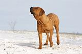 TOSA INU 221